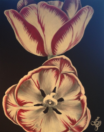 Monocot I: Tulip Noir by artist Janus Lee